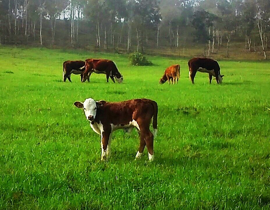 S�tio de 36,2 Hectares em Bom Retiro - foto 3