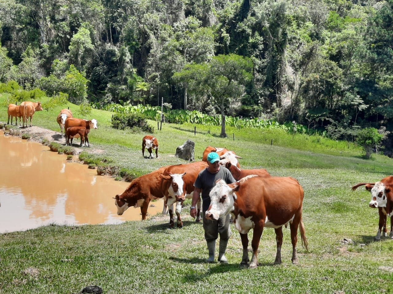 S�tio de 36,2 Hectares em Bom Retiro - foto 9