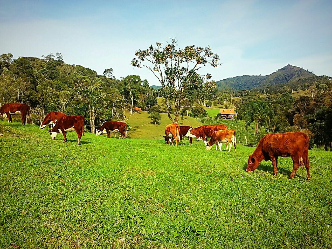 S�tio de 36,2 Hectares em Bom Retiro - foto 12