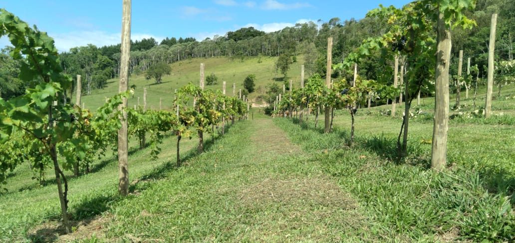S�tio de 36,2 Hectares em Bom Retiro - foto 13