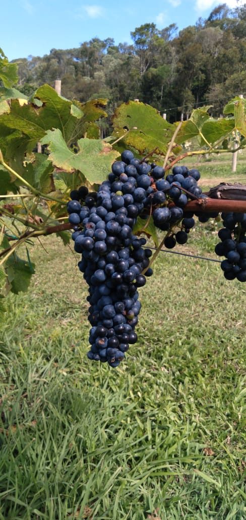 S�tio de 36,2 Hectares em Bom Retiro - foto 14