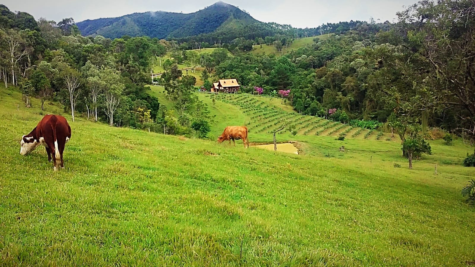 S�tio de 36,2 Hectares em Bom Retiro - foto 15
