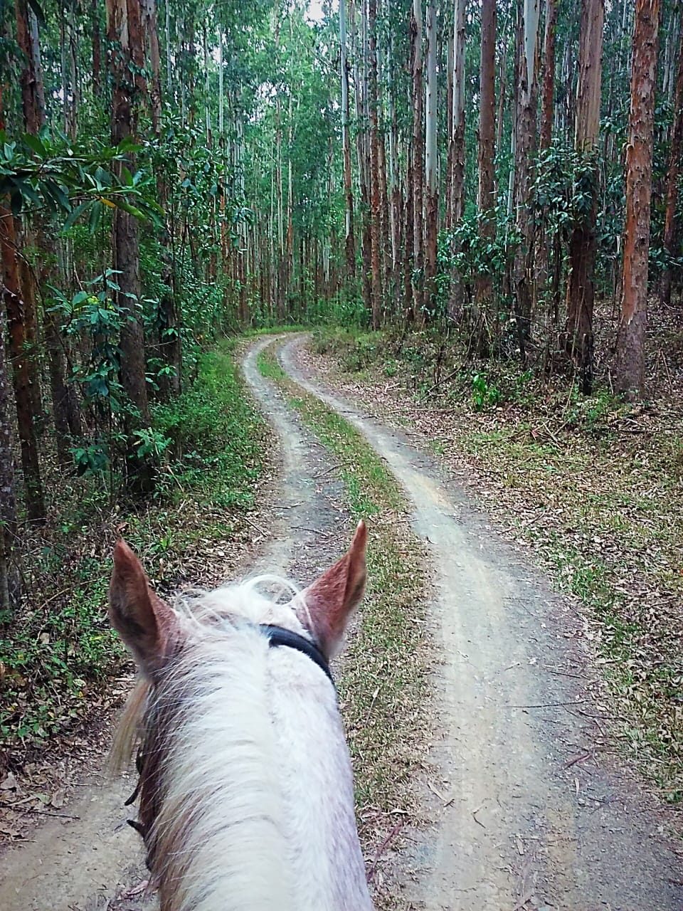 S�tio de 36,2 Hectares em Bom Retiro - foto 16