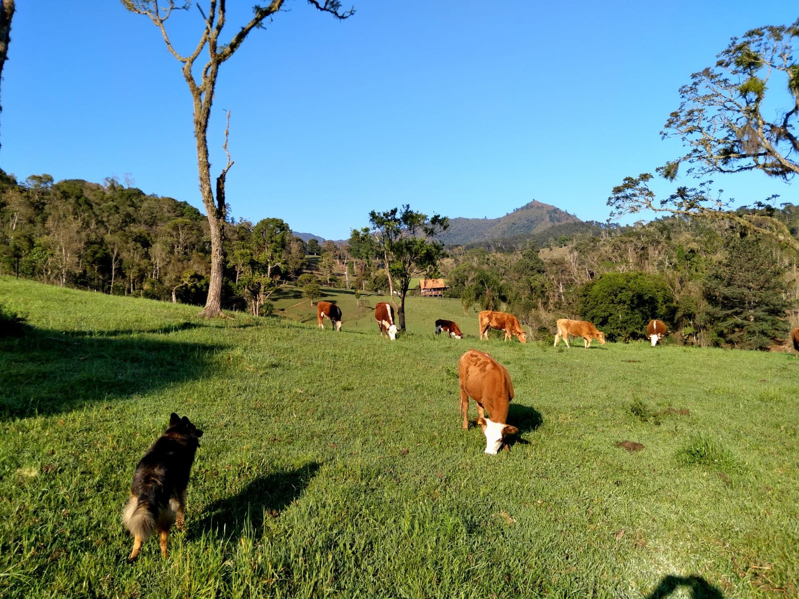 S�tio de 36,2 Hectares em Bom Retiro - foto 20